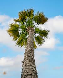 Image result for Washingtonia