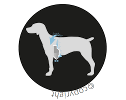 Maybe you would like to learn more about one of these? How To Measure Your Dog For A Harness Julius K9 Uk