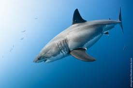 The great white shark, scientifically known as carcharodon carcharias, is one of the biggest, most feared, and aggressive species of sharks. Great White Shark Facts For Kids From Active Wild