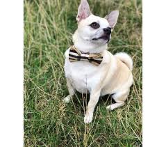 Check more pictures of him a. Pug Chihuahua Mix Facts