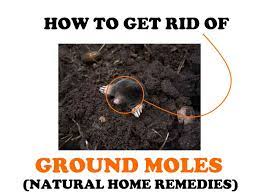 Borax is one of the main ingredients used in many ant traps. How To Get Rid Of Moles In Your Yard Natural Home Remedies Bugwiz