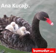 Ana Kucagi Vahsi Hayvanlar Hayvan Mizahi Hayvan