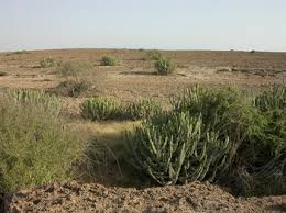 Image result for Halopyrum mucronatum