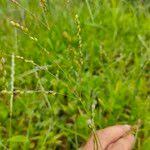 Image result for Alloteropsis cimicina