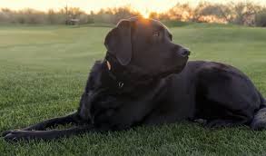 Labradane (labrador retriever/great dane hybrid dog) weight and height is 100 pound to 180 pounds weight and 60 cm to 75 cm height. Great Dane Labrador Mixes A Complete Guide With Pictures Embora Pets