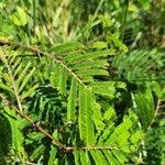 Image result for Acacia brevispica