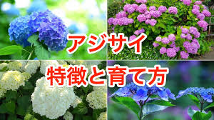 アジサイは5 7月が見頃時期の庭木 剪定 育て方 挿し木のコツも解説します