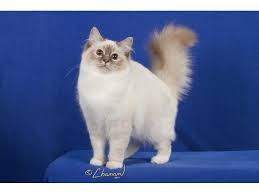 National Birman Fancier