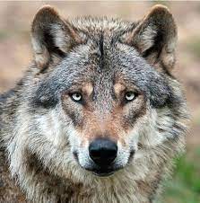 European Wolf Wolf Dog Wolf Photography Wolf Pictures