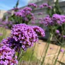 Image result for foto verbena