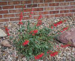 Penstemon are generally evergreen and have beautiful flowers that are very attractive to hummingbirds. Photo Of The Entire Plant Of Firecracker Penstemon Penstemon Eatonii Posted By Kentpfeiffer Garden Org