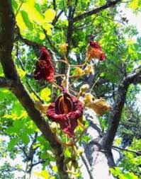 Image result for Combretum coriifolium