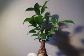 Yellowing of bonsai leaves is not an uncommon occurrence, and it is natural for some types of trees to change the color of the leaves. Why Does My Bonsai Tree Have Sticky Leaves Grow Your Bonsai
