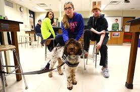 Has the right to approve or deny this application in accordance with its policy. New Therapy Dog Starts At Taylor Middle School News Kokomotribune Com