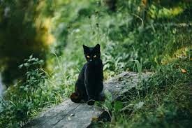 We did not find results for: Arti Mimpi Kucing Hitam Lewat Rumah Paramimpi Paranormal Mimpi