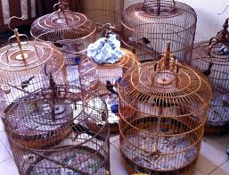 Dan yang tidak kalah penting tentunya mencetak variasi isian yang lebih banyak. Menyoal Kembali Mental Burung Murai Batu Om Kicau