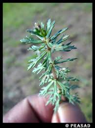 Image result for Limnophila indica