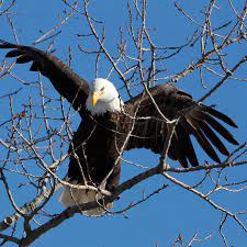 Many people believe hotel california is about a mental institution called the camarillo, but the eagles say it's about materialism and excess. 1oppapae0lx6qm