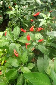 Image result for Ruellia brevifolia