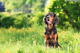 pin ot polzovatelya jo crouch na doske porody sobak porody sobak sobaki