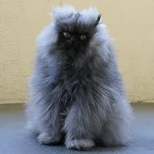 17 Long Haired Cats Trying To Look Fierce But Just Being Adorable Instead Cats Long Haired Cats Long Hair Cat Breeds