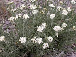Achillea Aleppica Ssp Zederbaueri Wrightman Alpines Nursery Achillea Plants Yellow Flowers