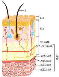 ためしてガッテン ガンコなコリをなおす 筋膜 伸ばし体操 にて筋膜のイラスト描きました 筋肉 構造 筋膜 体操