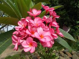 Frangipani Or Plumeria By Heru Purwanto Flower Close Up Frangipani Plumeria