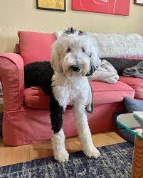 As if it's going out of style. Tiktok User Teaches Their Dog To Talk Using Buttons Gets Surprised When She Asks Who She Is Bored Panda