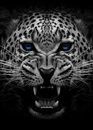 Black And White Angry Lion Face Wallpaper Angry Jaguar Face Poster Metal Poster Print Mk5 Studio Displate In 2020 Black Jaguar Animal Animal Posters Jaguar Animal