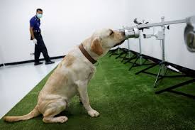 Gorgeous, you will fall in love. Sweat Sniffer Dogs Make Thai Debut As Coronavirus Detectors Reuters