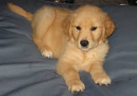 They are good with strangers, tolerant with young kids, and good. Gray Family Goldens Golden Retriever Vicious Dog Pembroke Welsh Corgi