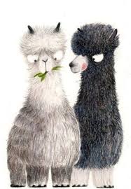 Pin By Cindylu On Llamallamaalpaca Animals Owl Bird