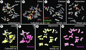 The imageclass d1120 is the base model within the d1100 series. The Probes Sccl11 Sc36c82 And D1100 Are Constant On The B Chromosome Download Scientific Diagram