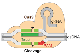 In ipm, monitoring and correct pest identification help you decide whether management is needed. Crispr Gene Editing Wikipedia