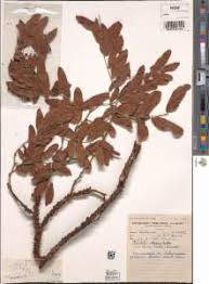 Image result for Pilostyles aethiopica