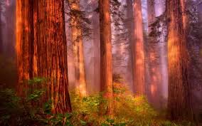 1920x1200 redwood forest wallpaper widescreen hd pics of desktop road sequoias nature landscape. Image Redwood 1536x2048 Wallpaper Teahub Io
