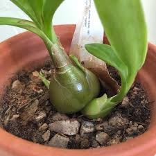 Image result for Ledebouria luteola