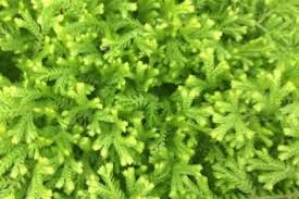 Image result for Selaginellaceae