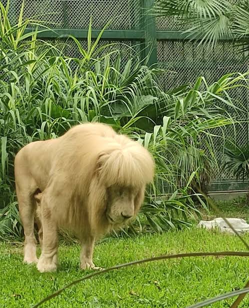 Lion with 'mullet' forces zoo to deny Joe Exotic haircut: 'It's nature's magic' | New York Post