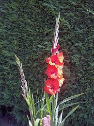 Image result for Gladiolus zimbabweensis