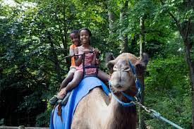 A single rider may be paired with another single rider in line at the operators. 10best Attractions For Kids At The Bronx Zoo