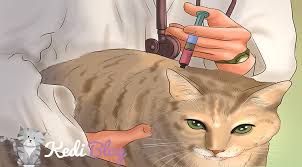 Disi Kedilerde Kizginlik Donemi Hakkinda Hersey Kedi Blog