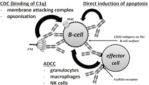 Image result for Regency ACT-R1 High