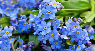 We did not find results for: Forget Me Not Growing Guide Tui Prepare Plant Nourish