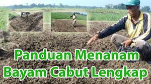 5 syarat tumbuh kembang bayam. Cara Menanam Bayam Cabut Yang Baik Dan Benar Sukses Budidaya Bayam Cabut Youtube