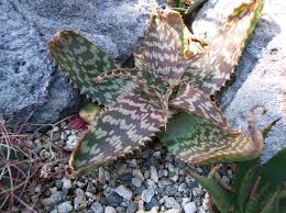 Image result for Aloe zebrina