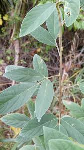 Image result for Cajanus cajan