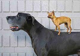 When Do Mastiffs Stop Growing Guide To Growth Rates Stages