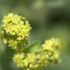 Image result for Alchemilla kiwuensis